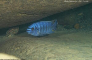 Labeotropheus fuelleborni Arten